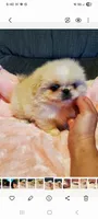 No name, a male Pekingese for sale in Clifton, TN – 1 of 1