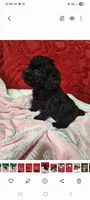 No name, a female Poodle - Toy  for sale in Clifton, TN – 1 of 1