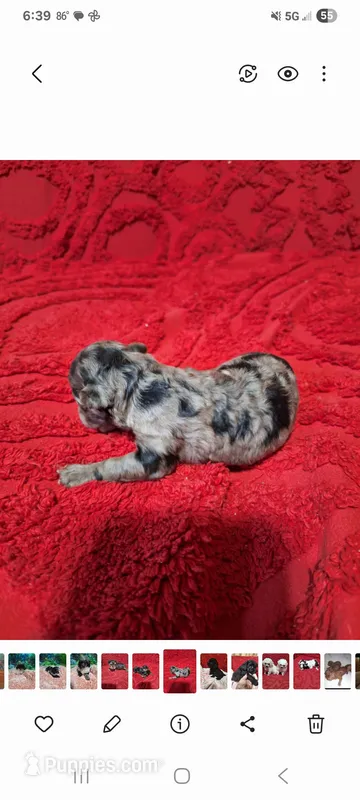No name – Poodle - Toy  puppy for sale in Clifton, TN