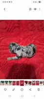 No name, a female Poodle - Toy  for sale in Clifton, TN – 1 of 1