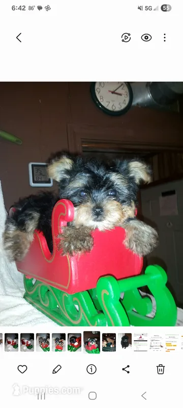 No name – Yorkshire Terrier puppy for sale in Clifton, TN