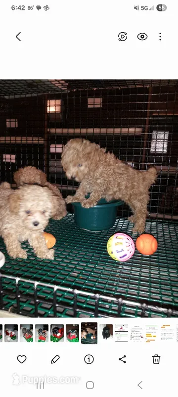 No name – Poodle - Toy  puppy for sale in Clifton, TN