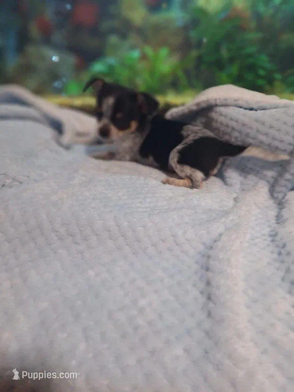 Parti colored chihuahua