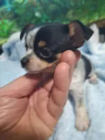 Parti colored chihuahua, a male Chihuahua for sale in Clifton, TN – Photo 2 of 2