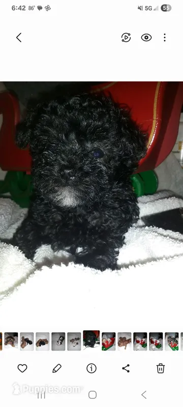 No name – Poodle - Toy  puppy for sale in Clifton, TN
