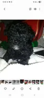 No name, a male Poodle - Toy  for sale in Clifton, TN – 1 of 1