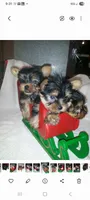 No name, a female Yorkshire Terrier for sale in Clifton, TN – 1 of 1