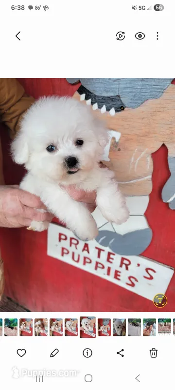 No name – Bichon Frise puppy for sale in Clifton, TN