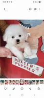 No name, a male Bichon Frise for sale in Clifton, TN – 1 of 1