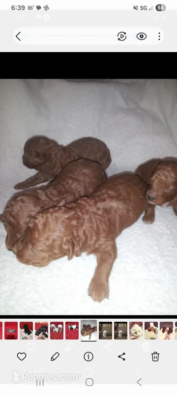 No name – Poodle - Toy  puppy for sale in Clifton, TN
