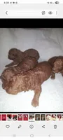 No name, a male Poodle - Toy  for sale in Clifton, TN – 1 of 2