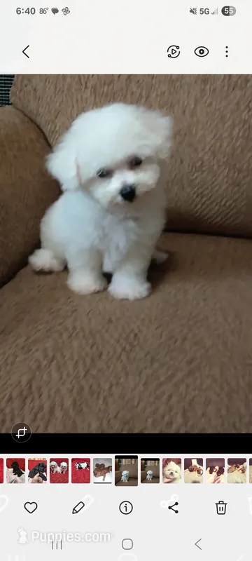 No name – Bichon Frise puppy for sale in Clifton, TN