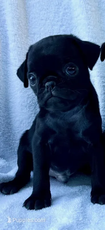 Ace – Pug puppy for sale in Denver, CO