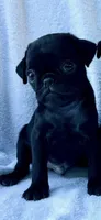 Ace, a male Pug for sale in Denver, CO – 1 of 2