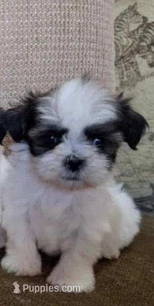 Rosie – Shih Tzu puppy for sale in Lone Tree, CO