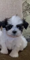 Rosie, a female Shih Tzu for sale in Lone Tree, CO – 1 of 1