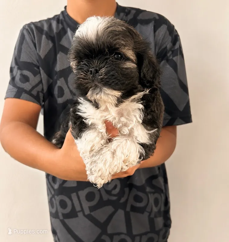 Leo – Shih Tzu puppy for sale in Lone Tree, CO