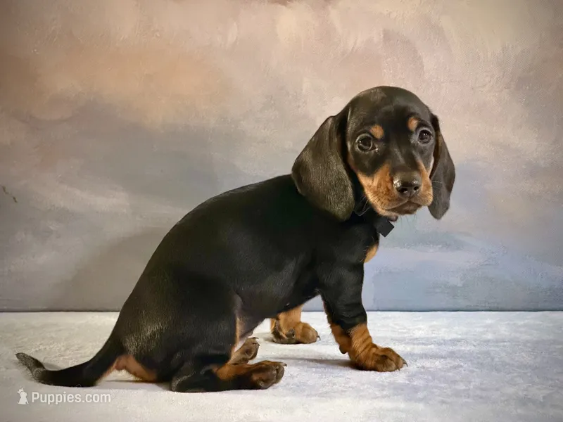 Ruby – Miniature Dachshund puppy for sale in Denver, CO