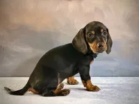 Ruby, a female Miniature Dachshund for sale in Denver, CO – 1 of 3