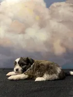 Diana, a female Shih Tzu for sale in Lone Tree, CO – Photo 2 of 4