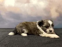 Diana, a female Shih Tzu for sale in Lone Tree, CO – Photo 3 of 4