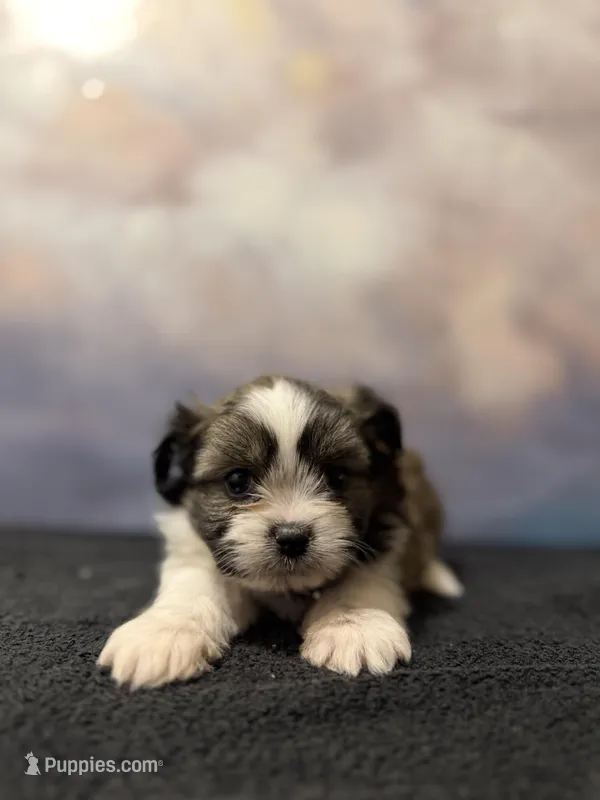 Diana, a female Shih Tzu for sale in Lone Tree, CO – Photo 1 of 4