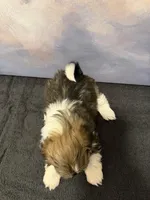 Diana, a female Shih Tzu for sale in Lone Tree, CO – Photo 4 of 4