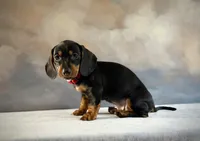 Pedro, a male Miniature Dachshund for sale in Denver, CO – 3 of 3