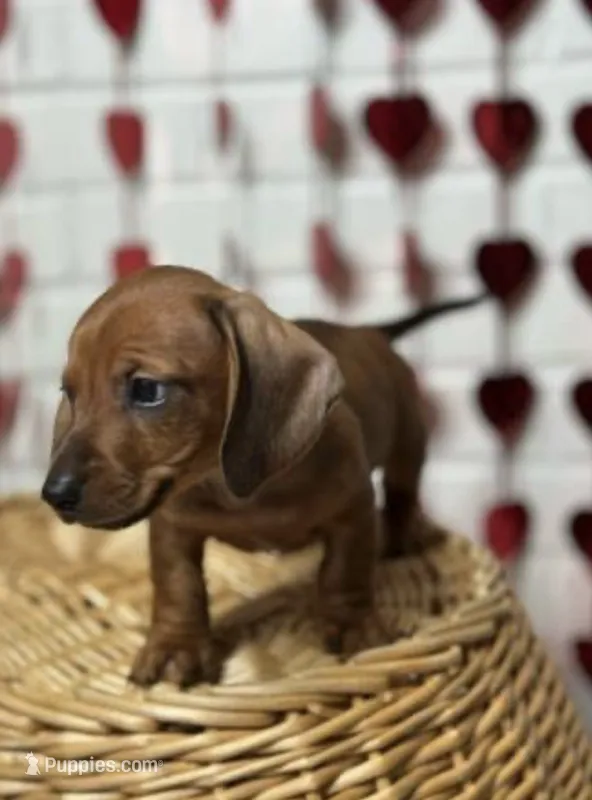 Leah – Miniature Dachshund puppy for sale in Lone Tree, CO