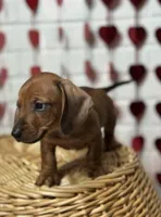 Leah, a female Miniature Dachshund for sale in Lone Tree, CO – 1 of 1