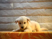 Sunny, a male Golden Retriever for sale in Chandler, AZ – 2 of 3