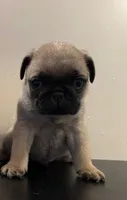Cooper, a male Pug for sale in Denver, CO – 2 of 3