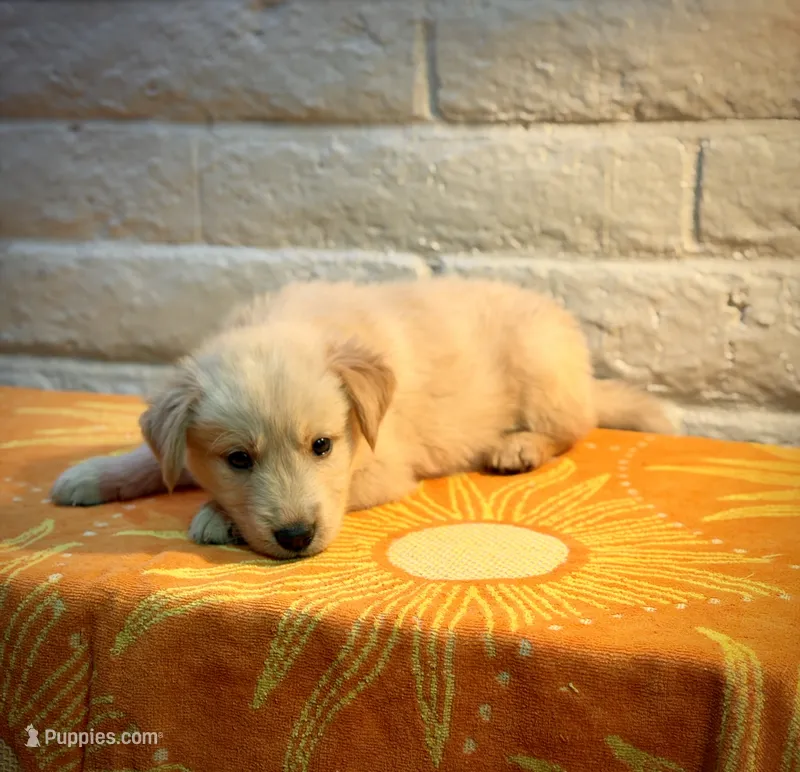 Teddy – Golden Retriever puppy for sale in Chandler, AZ