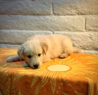 Teddy, a male Golden Retriever for sale in Chandler, AZ – 1 of 3