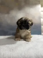 Pedro, a male Shih Tzu for sale in Lone Tree, CO – 5 of 5