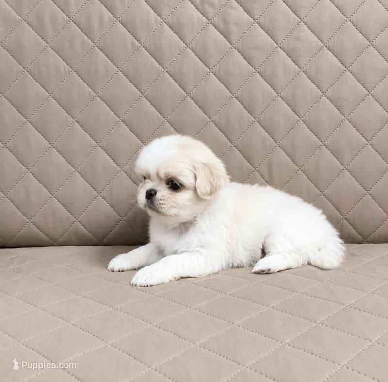 Simba – Shih Tzu puppy for sale in Lone Tree, CO