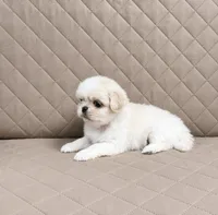 Simba, a male Shih Tzu for sale in Lone Tree, CO – 1 of 1