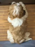 Lily, a female Shih Tzu for sale in Lone Tree, CO – 2 of 5