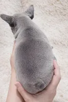 Atlas, a male French Bulldog for sale in Tempe, AZ – Photo 3 of 3