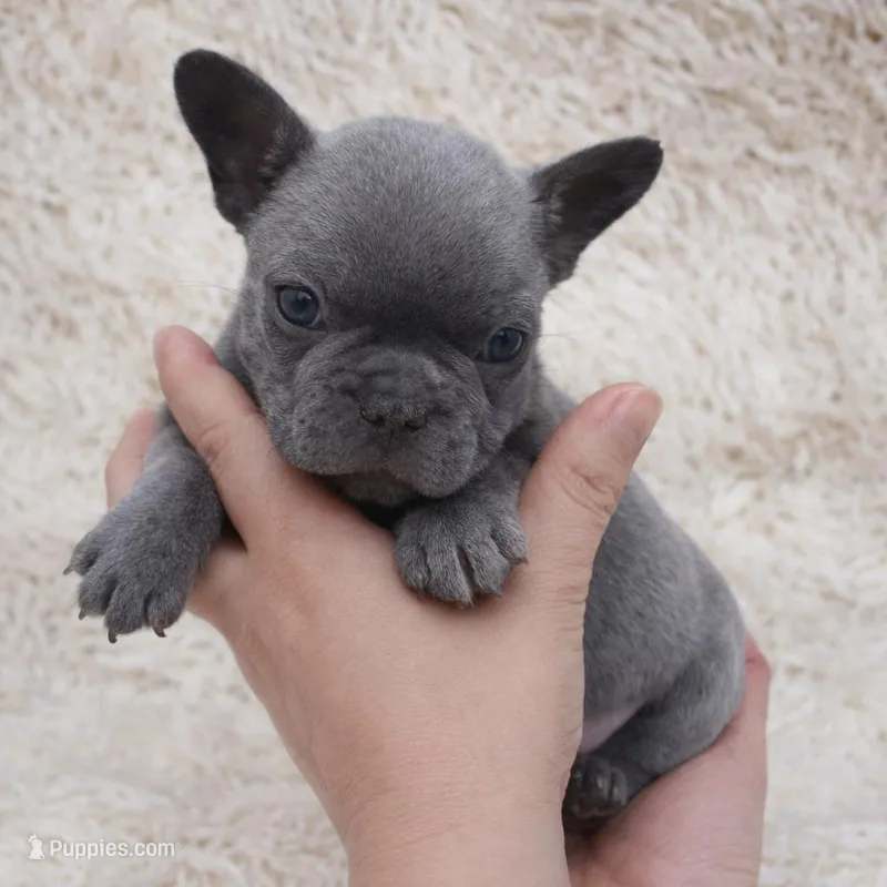 Atlas – French Bulldog puppy for sale in Tempe, AZ
