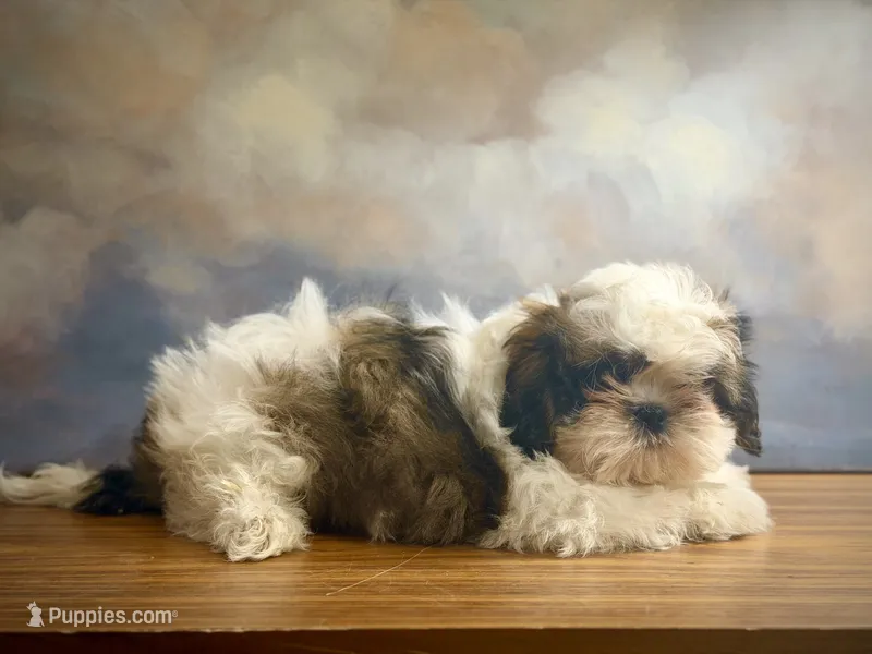 Archie – Shih Tzu puppy for sale in Lone Tree, CO