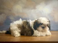 Archie, a female Shih Tzu for sale in Lone Tree, CO – 1 of 5