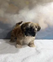 Pedro, a male Shih Tzu for sale in Lone Tree, CO – 1 of 5