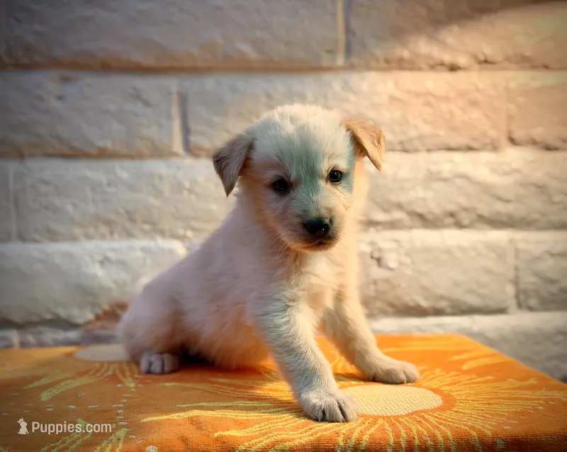 Sunny – Golden Retriever puppy for sale in Chandler, AZ