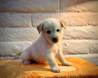 Sunny, a male Golden Retriever for sale in Chandler, AZ – 1 of 3