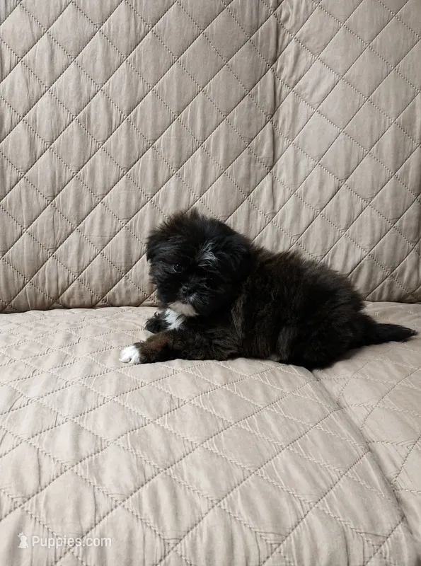 Daisy – Shih Tzu puppy for sale in Lone Tree, CO