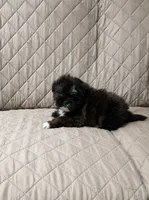 Daisy, a female Shih Tzu for sale in Lone Tree, CO – 1 of 1