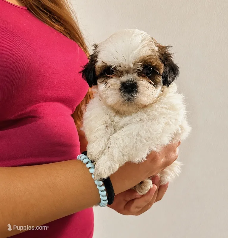 Milo – Shih Tzu puppy for sale in Lone Tree, CO