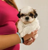 Milo, a male Shih Tzu for sale in Lone Tree, CO – 1 of 1