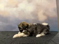 Luna, a female Shih Tzu for sale in Lone Tree, CO – Photo 2 of 3